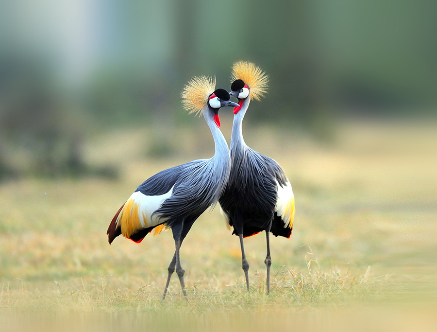 Black Crowned Crane