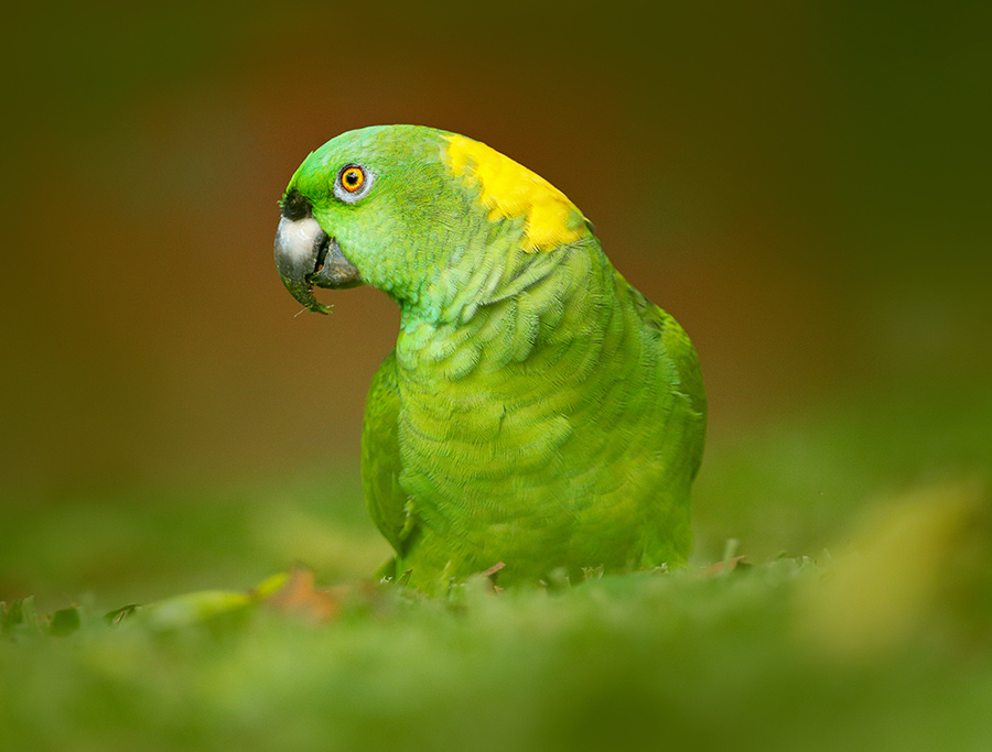 Yellow Nape Parrot