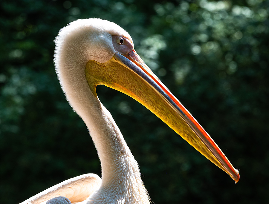 Pelicano-Australiano