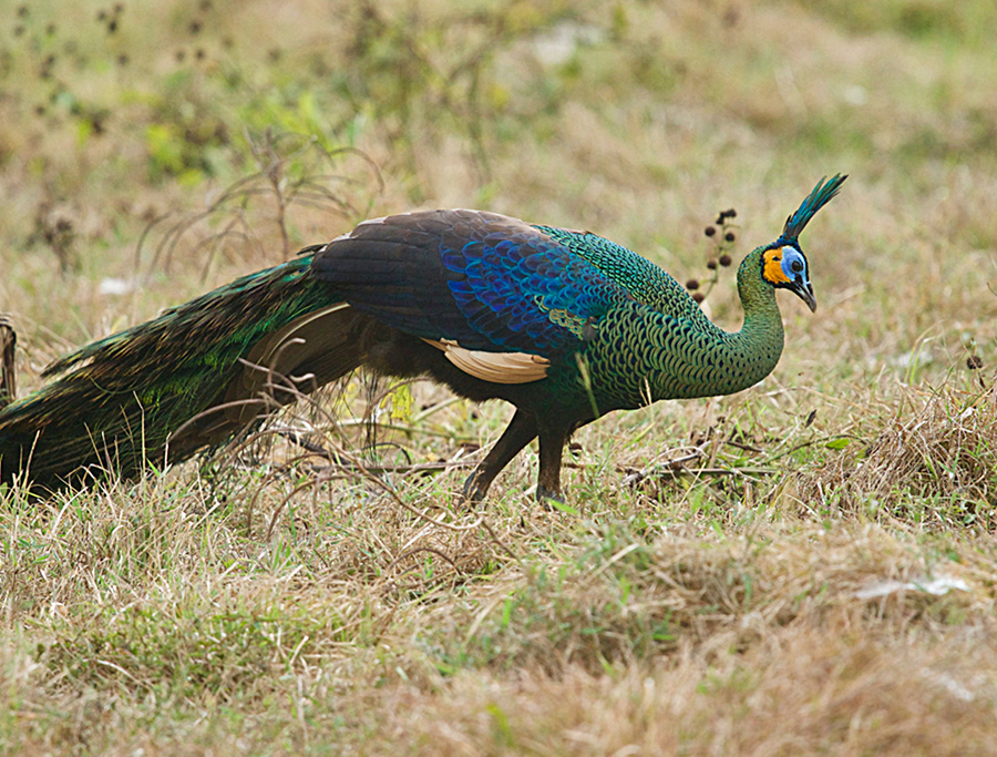 Java Peacock