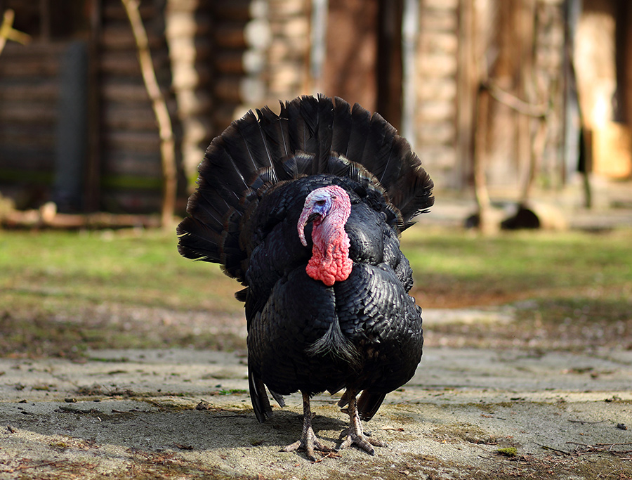 Black Turkey